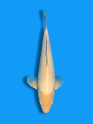 Shiro Muji | Koi&Co.